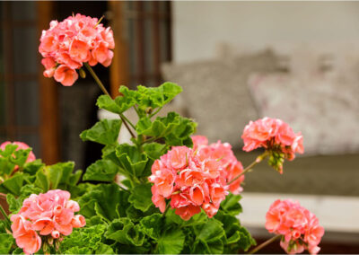 Flowers in bloom at Blue Lily Retreat